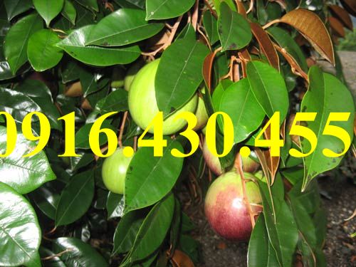 Cây giống sưa đỏ